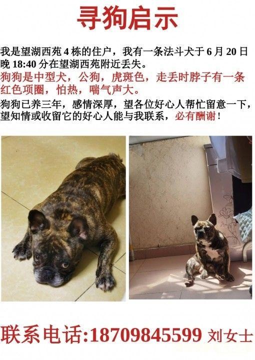 寻狗启事寻猫启示宠物走失寻宠信息 20220624