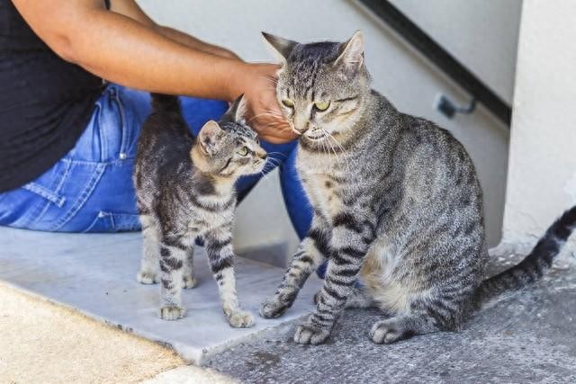 猫咪对你有好感有哪些表现？