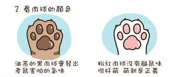 教你两招就知道你的猫会不会抓老鼠