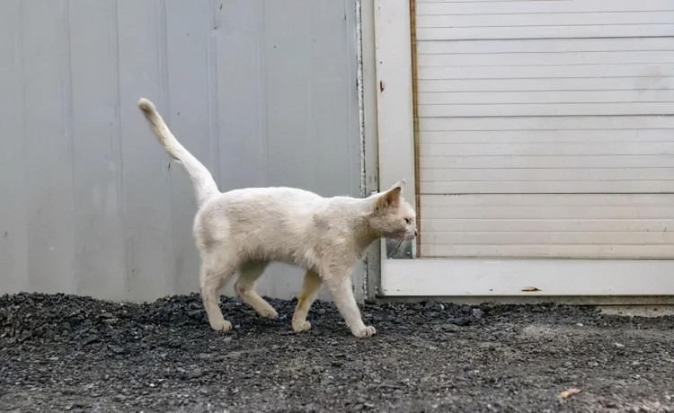 被人领养的猫一年后自己回到原主人身边它一直在找回家的路