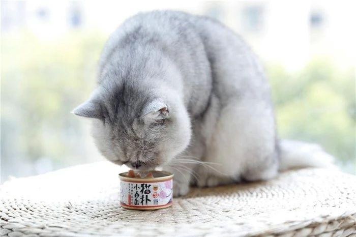 猫咪经常挑食惹人愁铲屎官切忌勤换粮五种防挑食的喂粮方式！