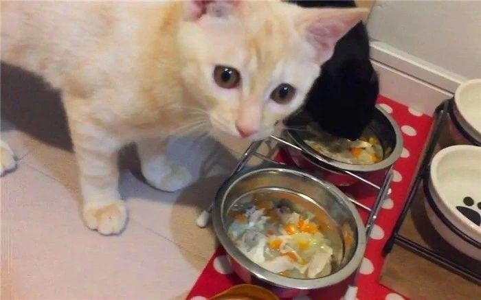 猫咪经常挑食惹人愁铲屎官切忌勤换粮五种防挑食的喂粮方式！