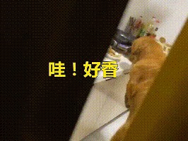 比特犬被送进收容所，得知主人不会再回来，再凶猛的狗也忍不住了