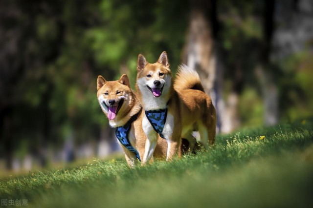 因表情包蹿红于网络的日本柴犬好养么它的优缺点及注意事项