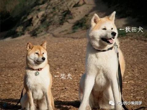 柴犬和秋田犬区别大剖析全方位分析辨别它们的不同