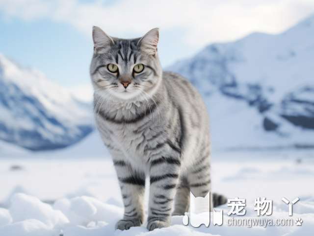 布偶猫成猫后停止生长吗？